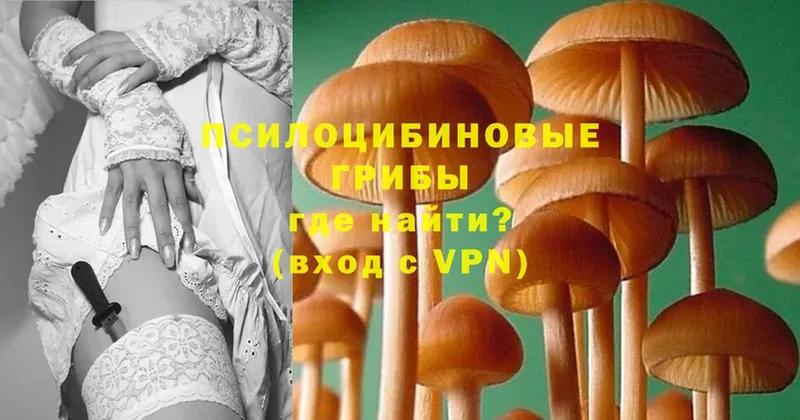 где найти   Верхняя Салда  Псилоцибиновые грибы Psilocybine cubensis 